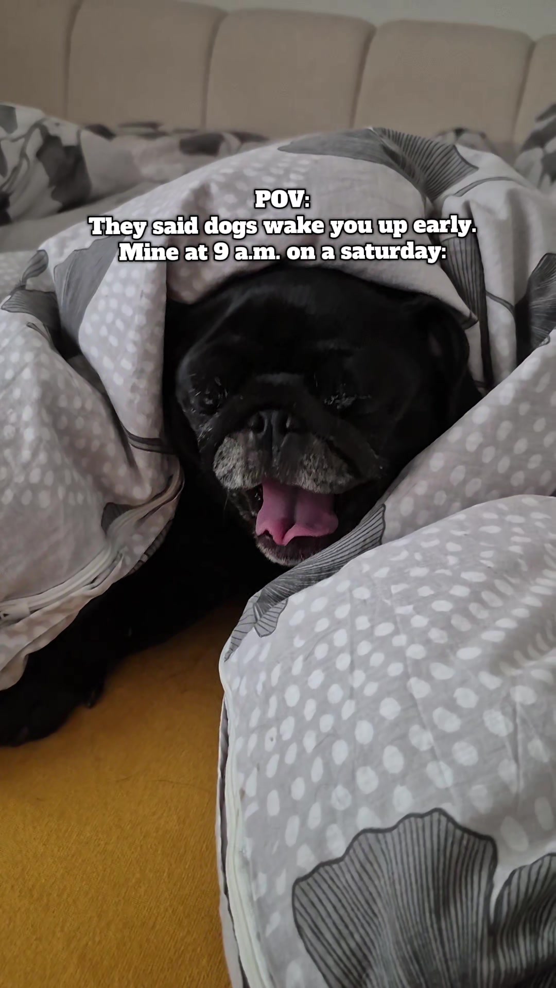 @lovelypug.kiba