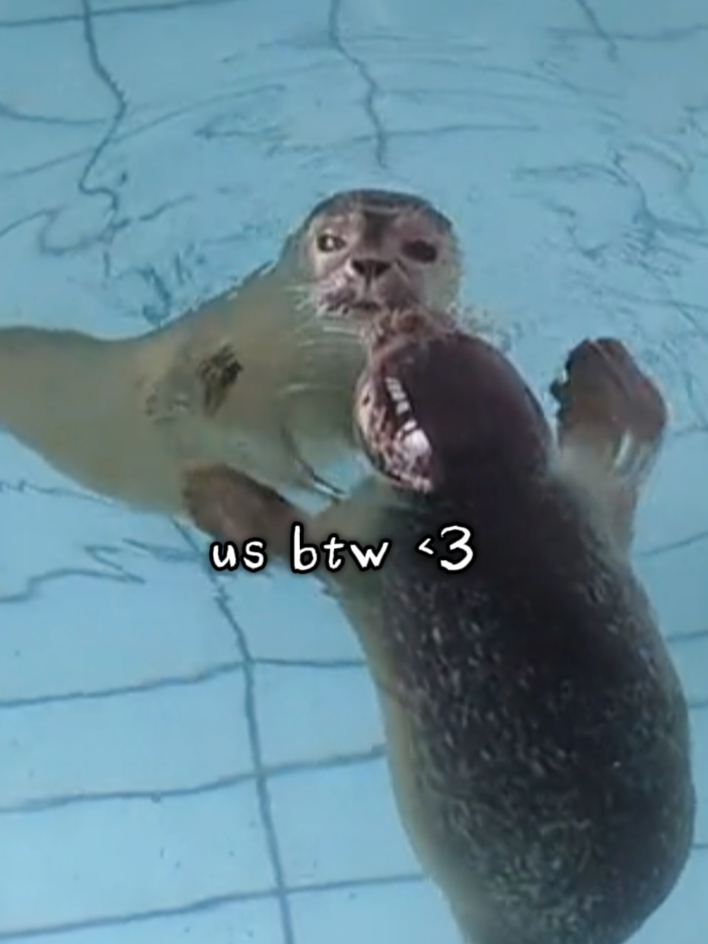 @🩷🎀 seal 🦭🩷