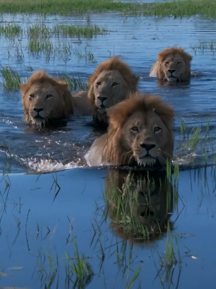 @Lion Sightings