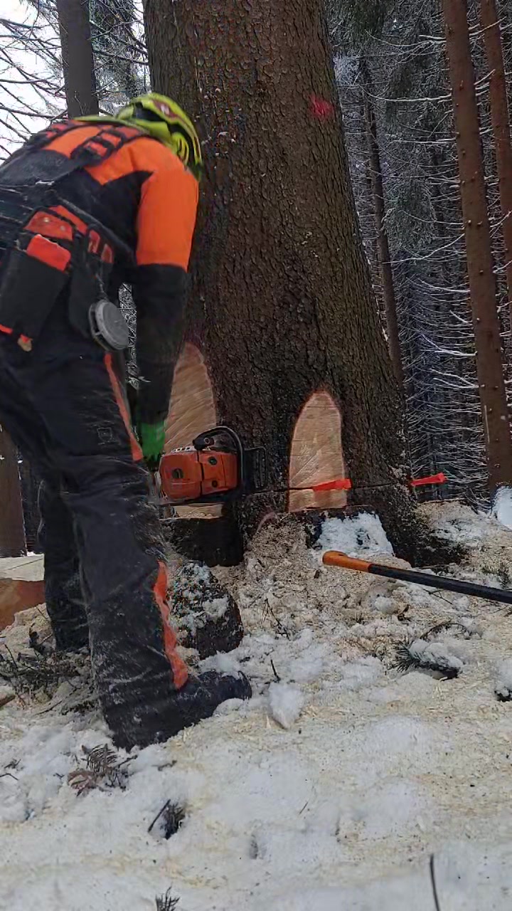 @forestSoban