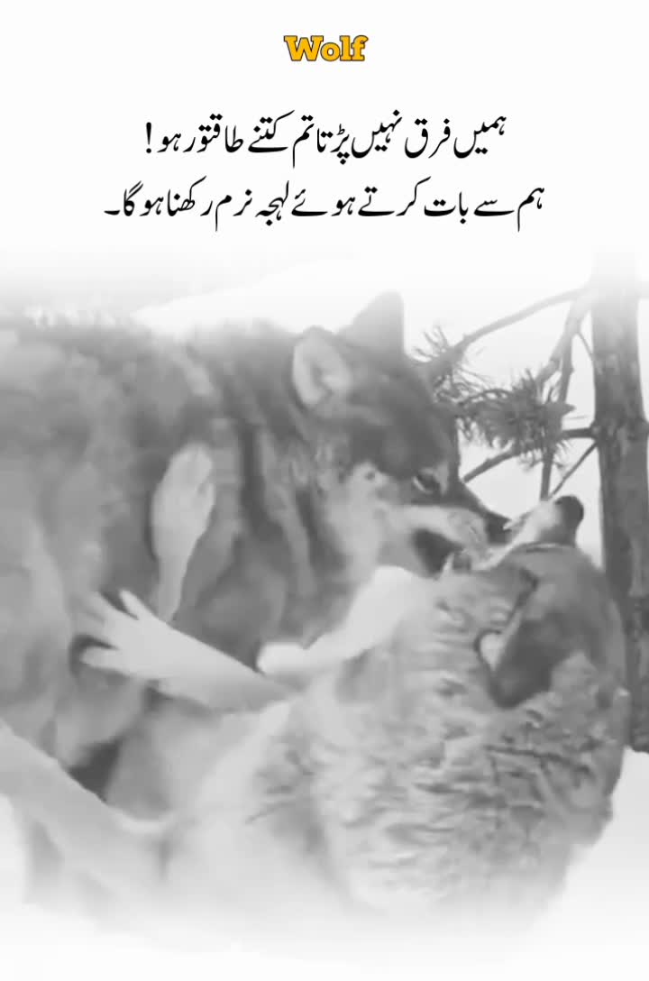 @Wolf 🐺