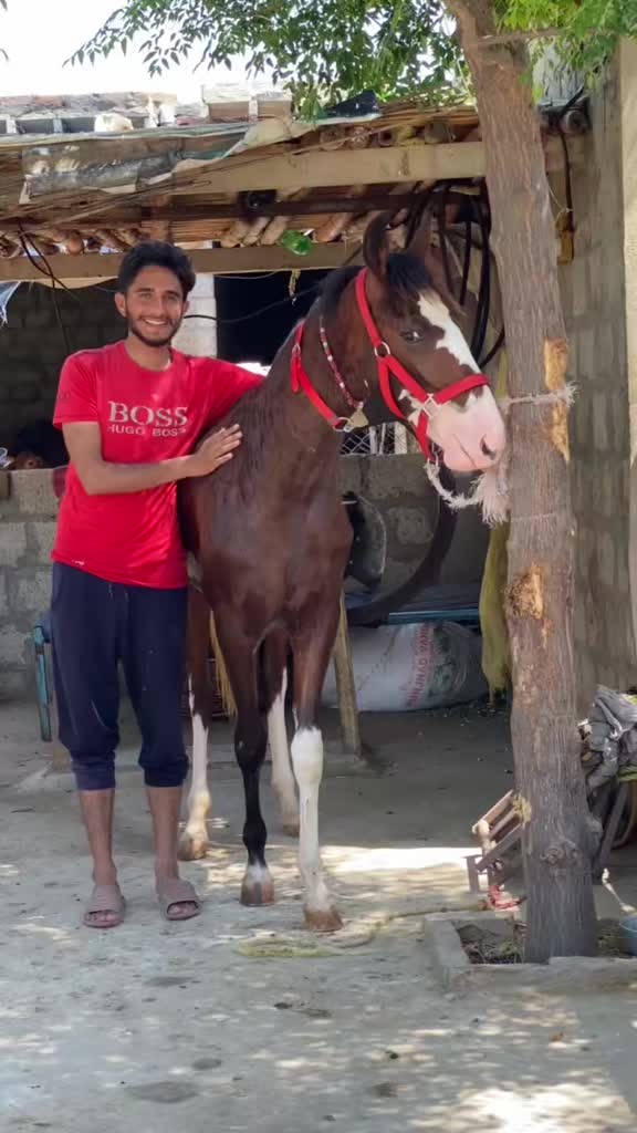 @Ch Hammad bokan ♥️🐎