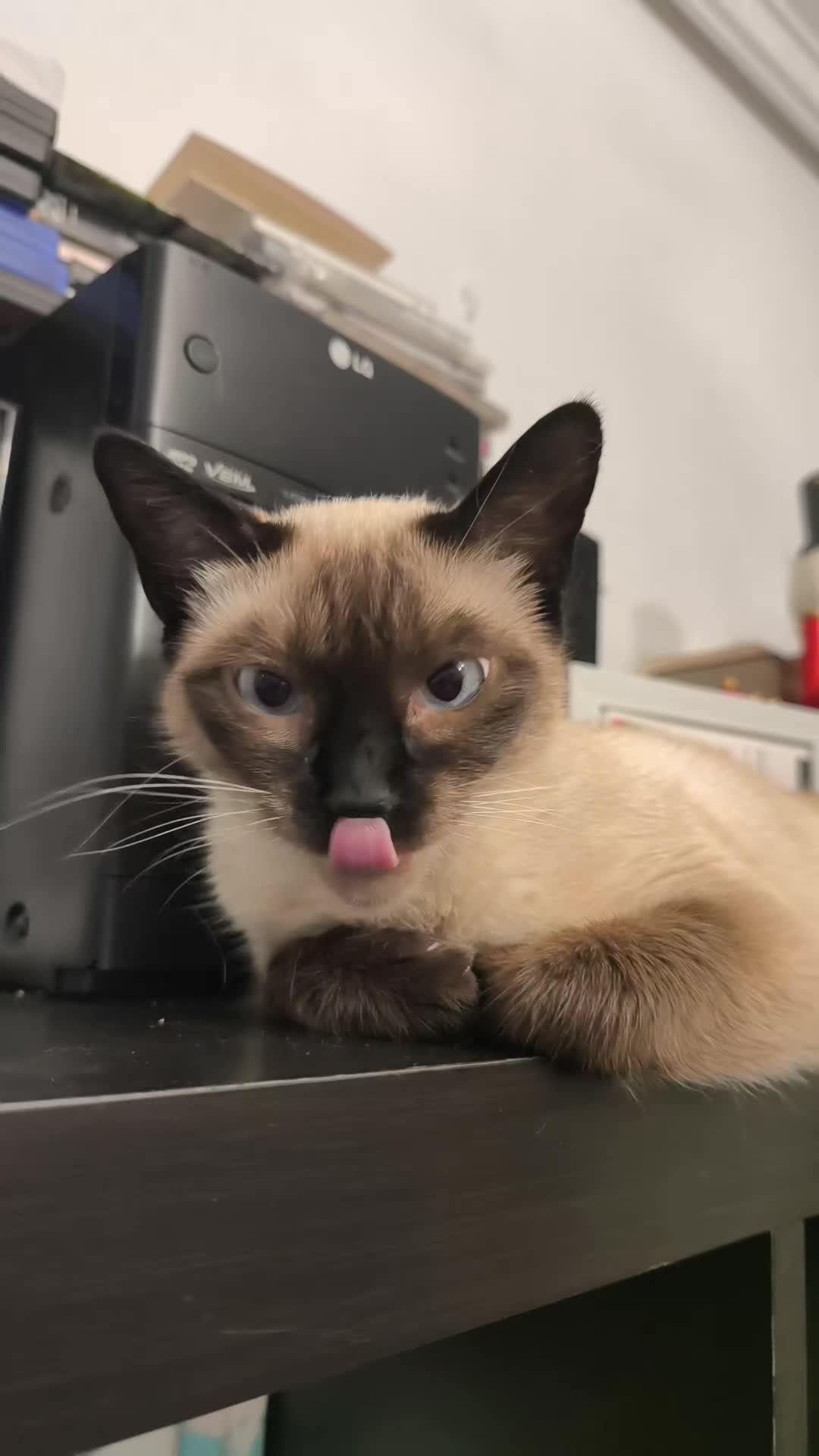 @La loca de los gatos