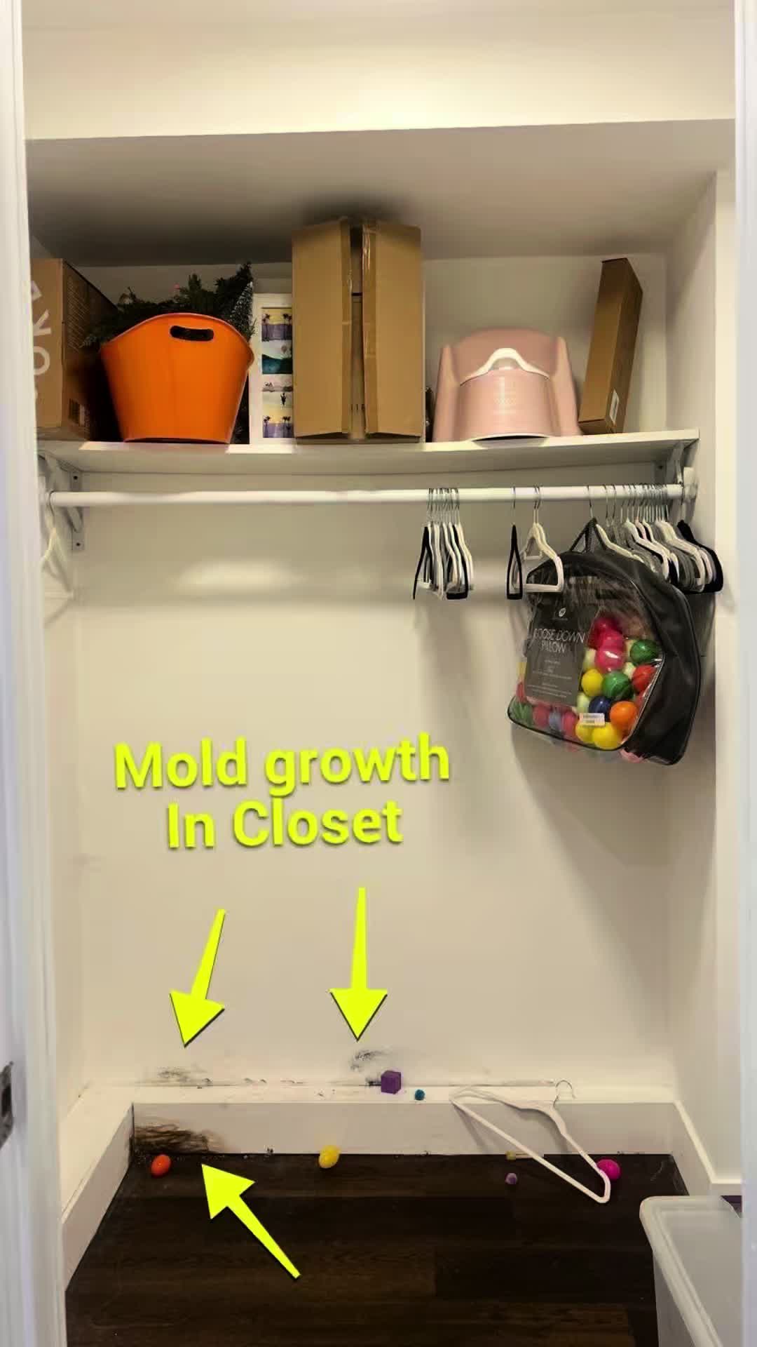 @Long Island Mold Guy