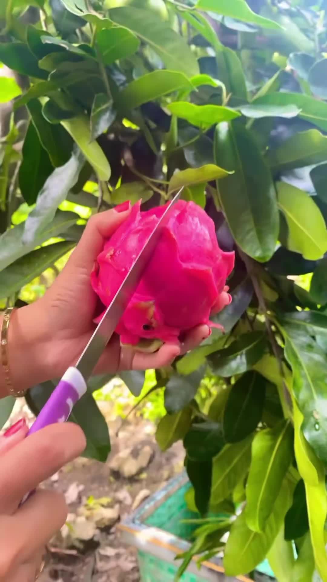 @Fruits🍑 Video