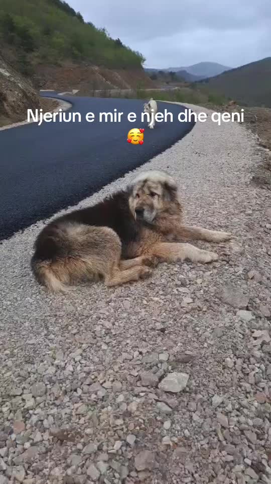 @lorihoxha