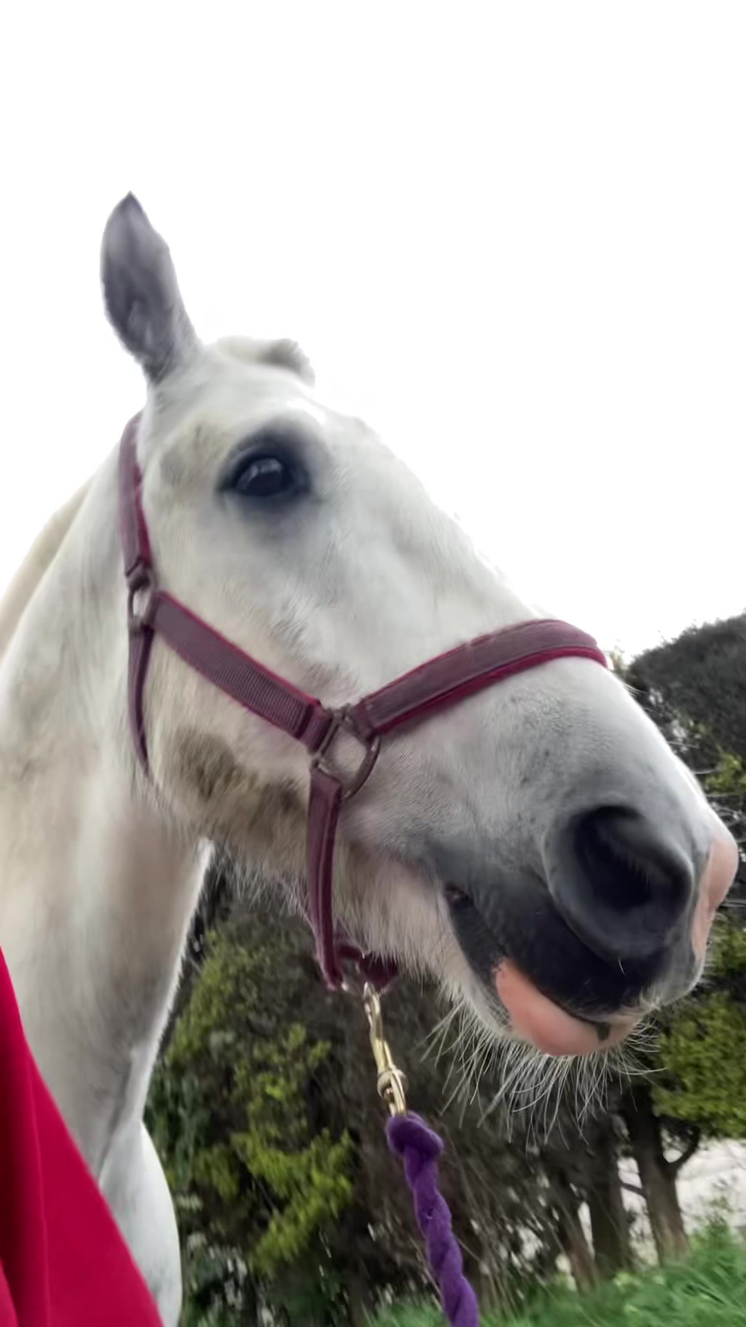 @horse