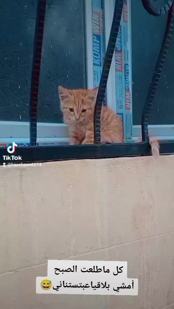 @رهام زينو