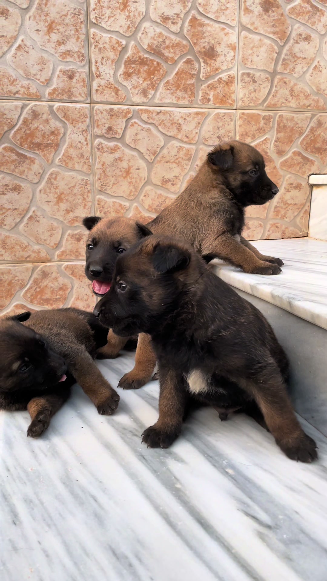 @The_belgian_malinois