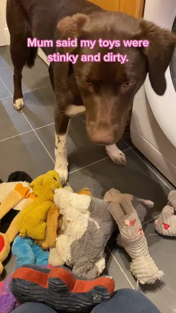 @Kali the Collie Labrador