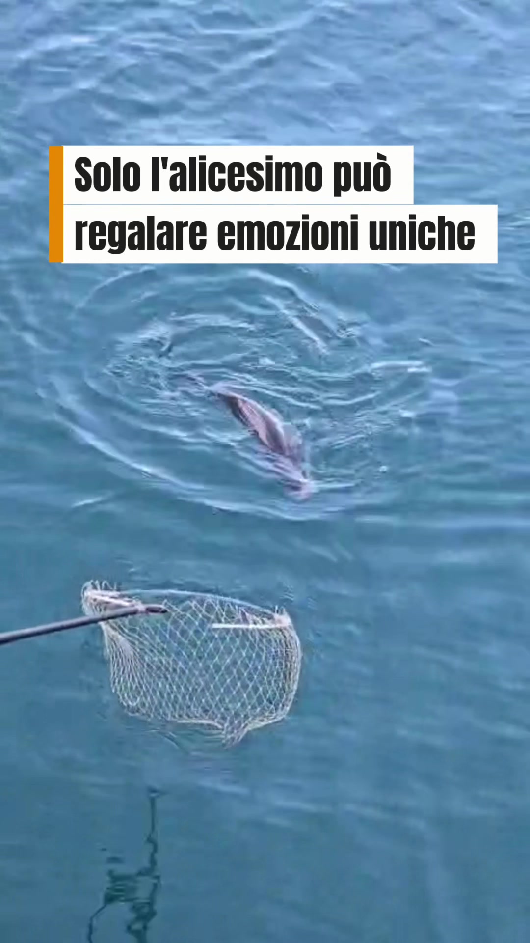 @Luca Meola