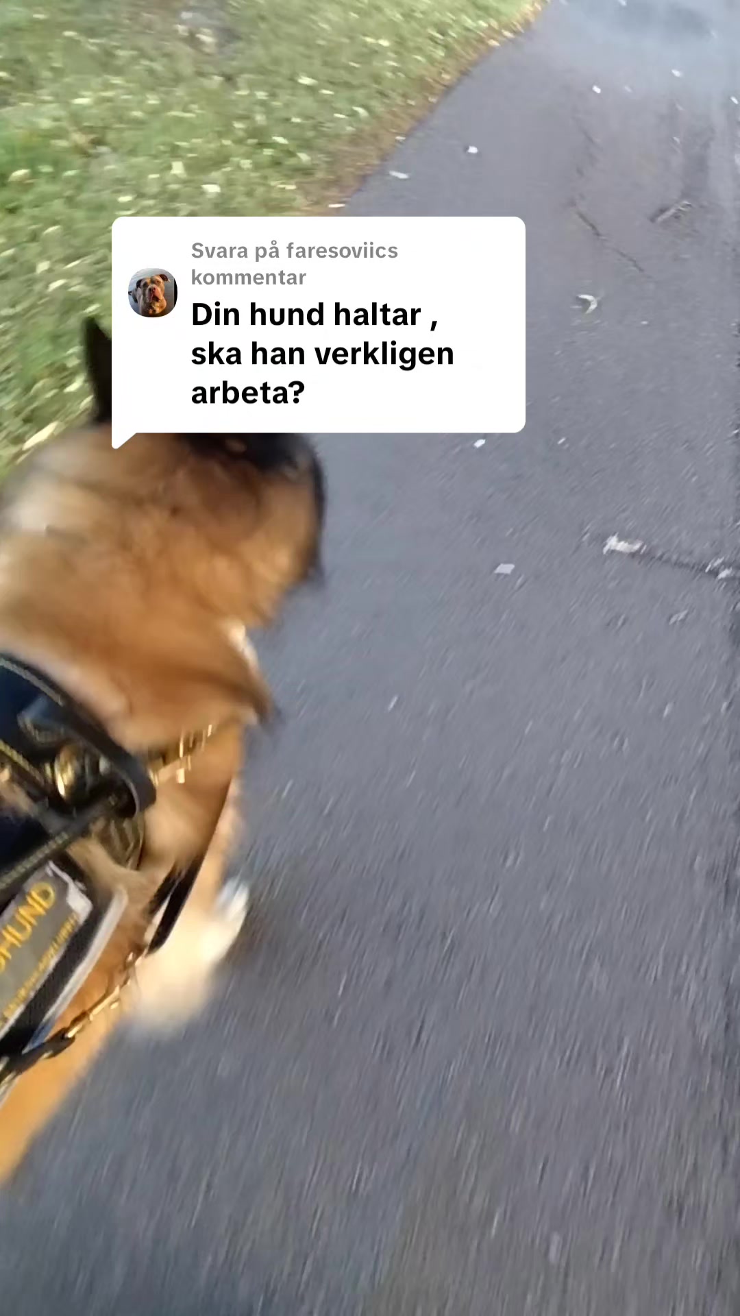 @Fenix-Tervueren AssistanceDog