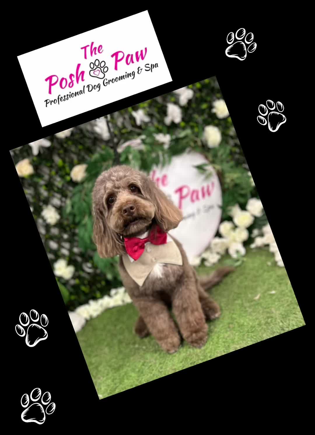 @The posh paw