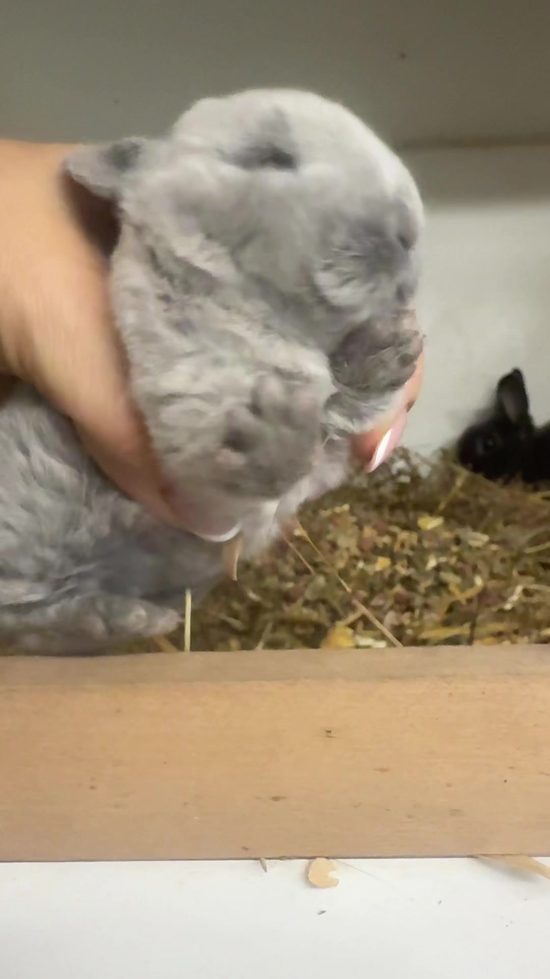 @Cvetirabbitvet