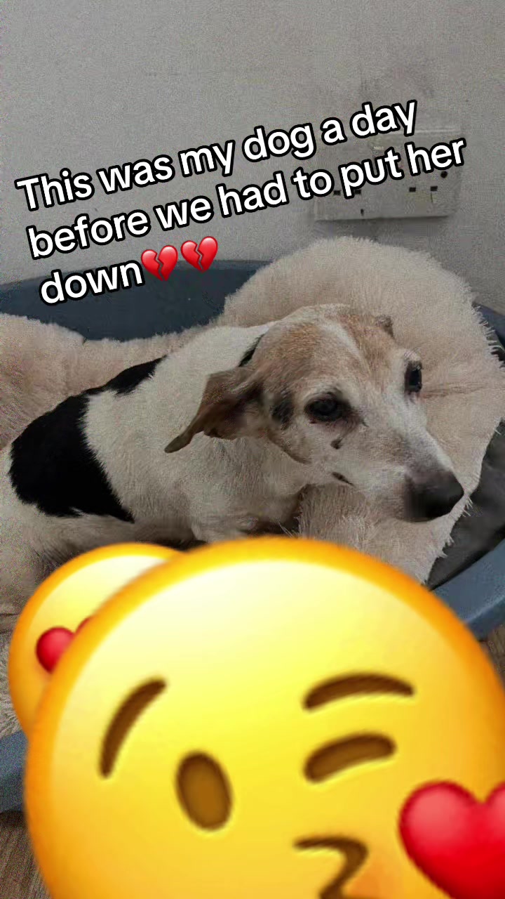 @🖤 𝓓𝓪𝓲𝓼𝔂𝔂𝔂-𝓓𝓸 🖤