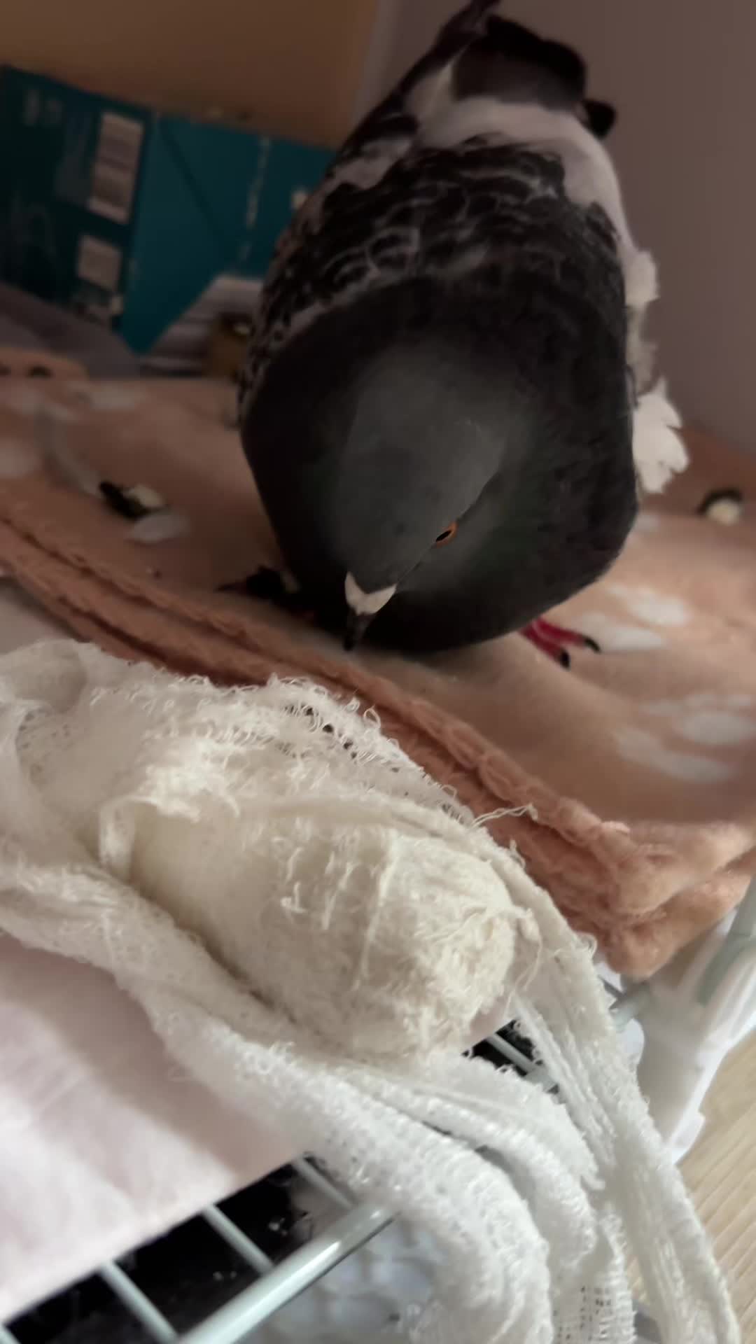 @Pigeon