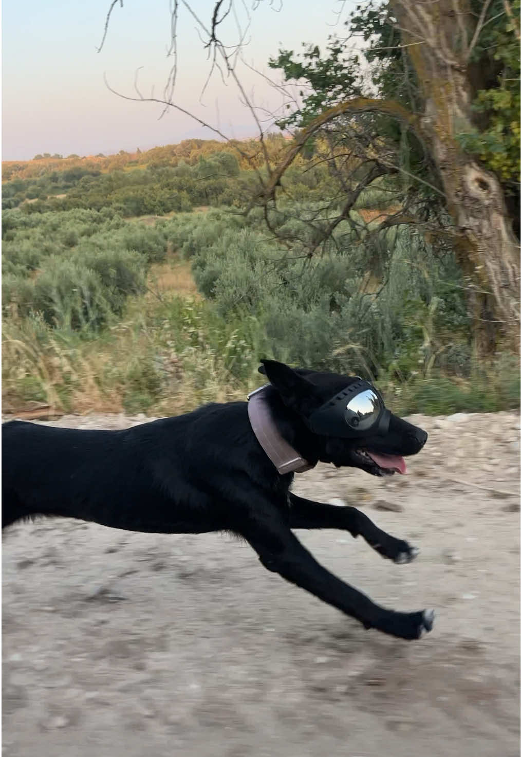 @Evy • Balance for Paws