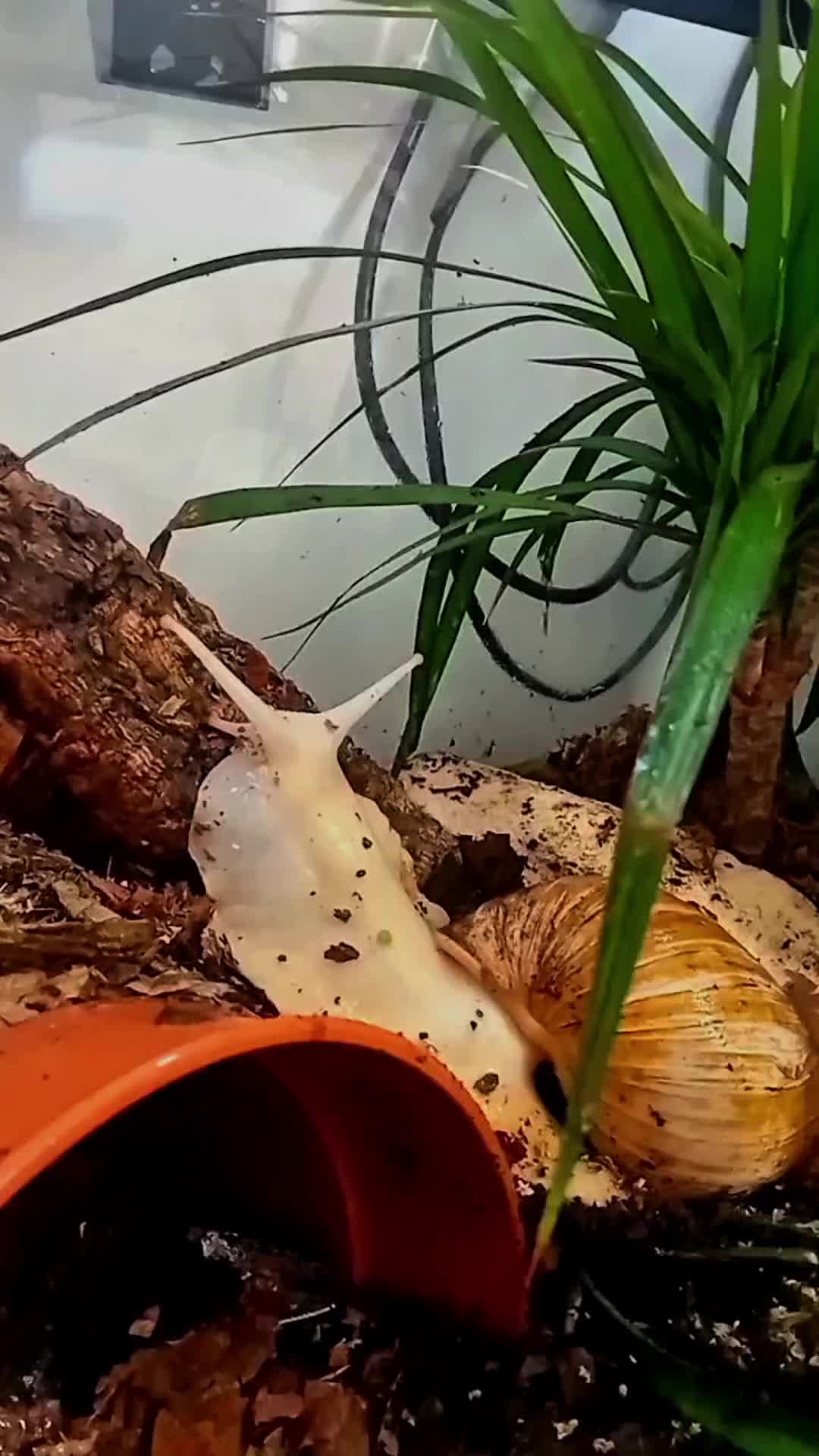 @creepy.crawlie.claire