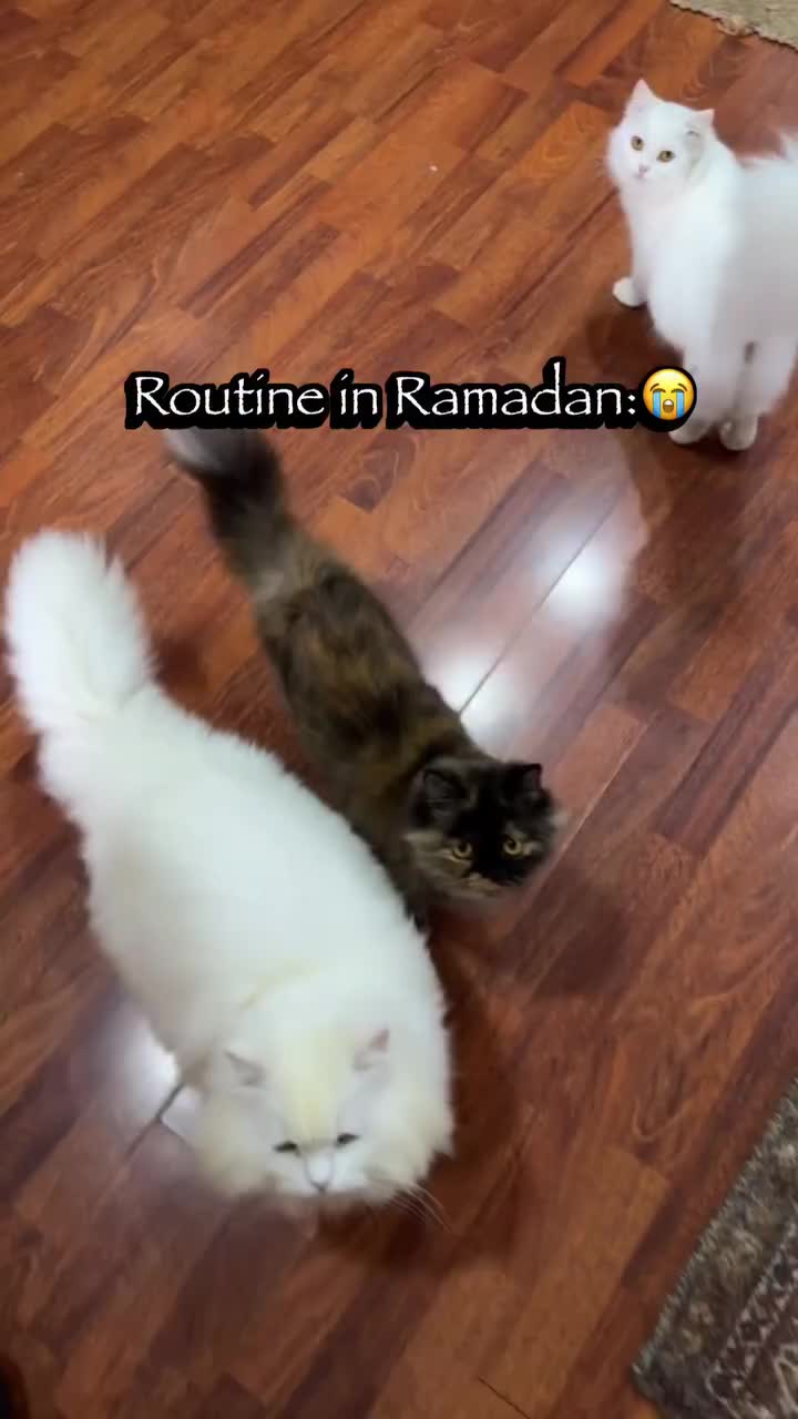 @_purrfecttpaws_