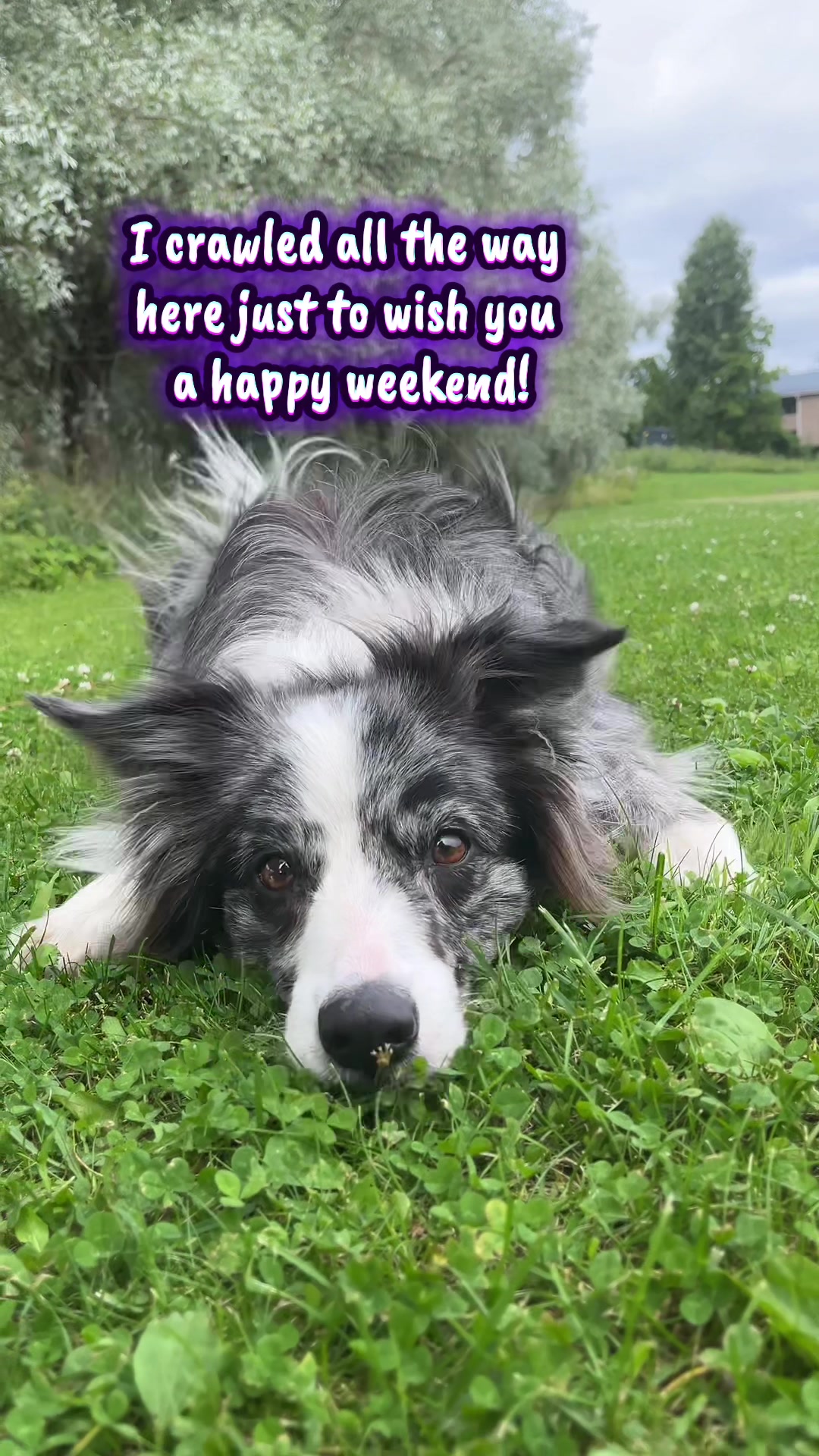 @bordercollieMuse