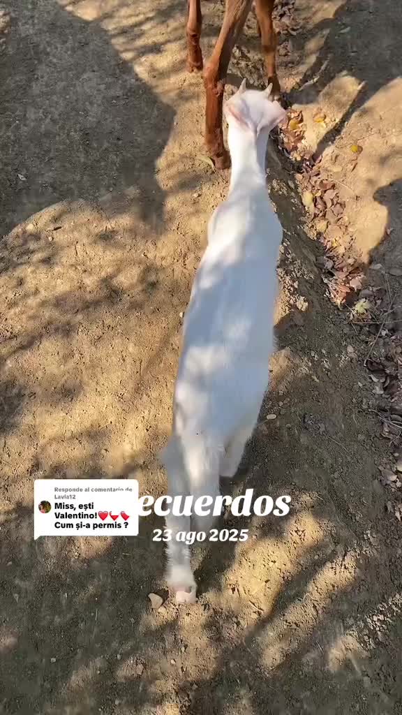 @✨𝕬𝖑𝖎𝖓𝖆𝕬𝖑𝖊𝖘𝖘𝖎𝖆✨