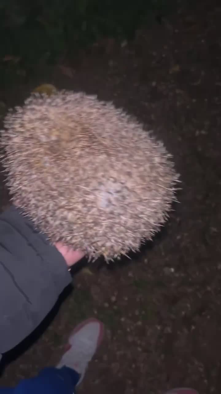 @Le B🦔