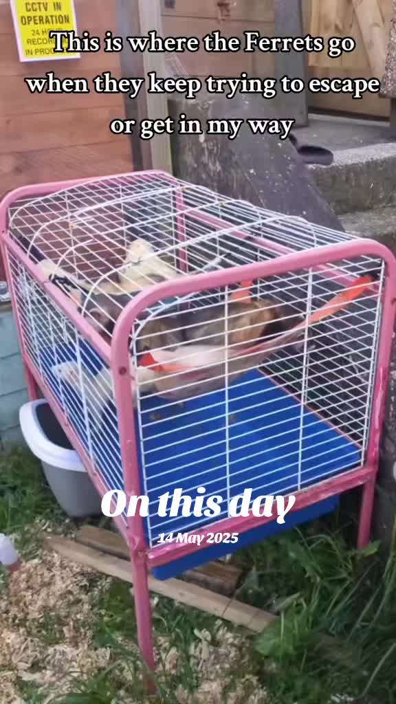 @Ocean City Ferrets