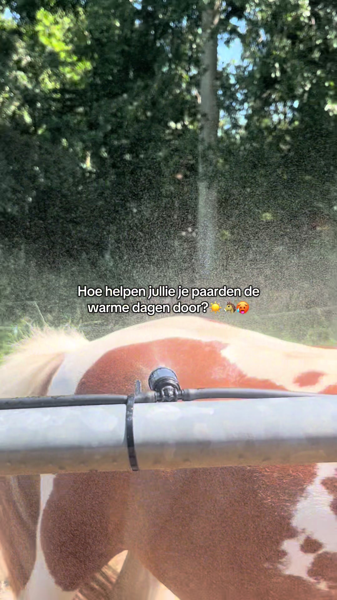 @idh_horses