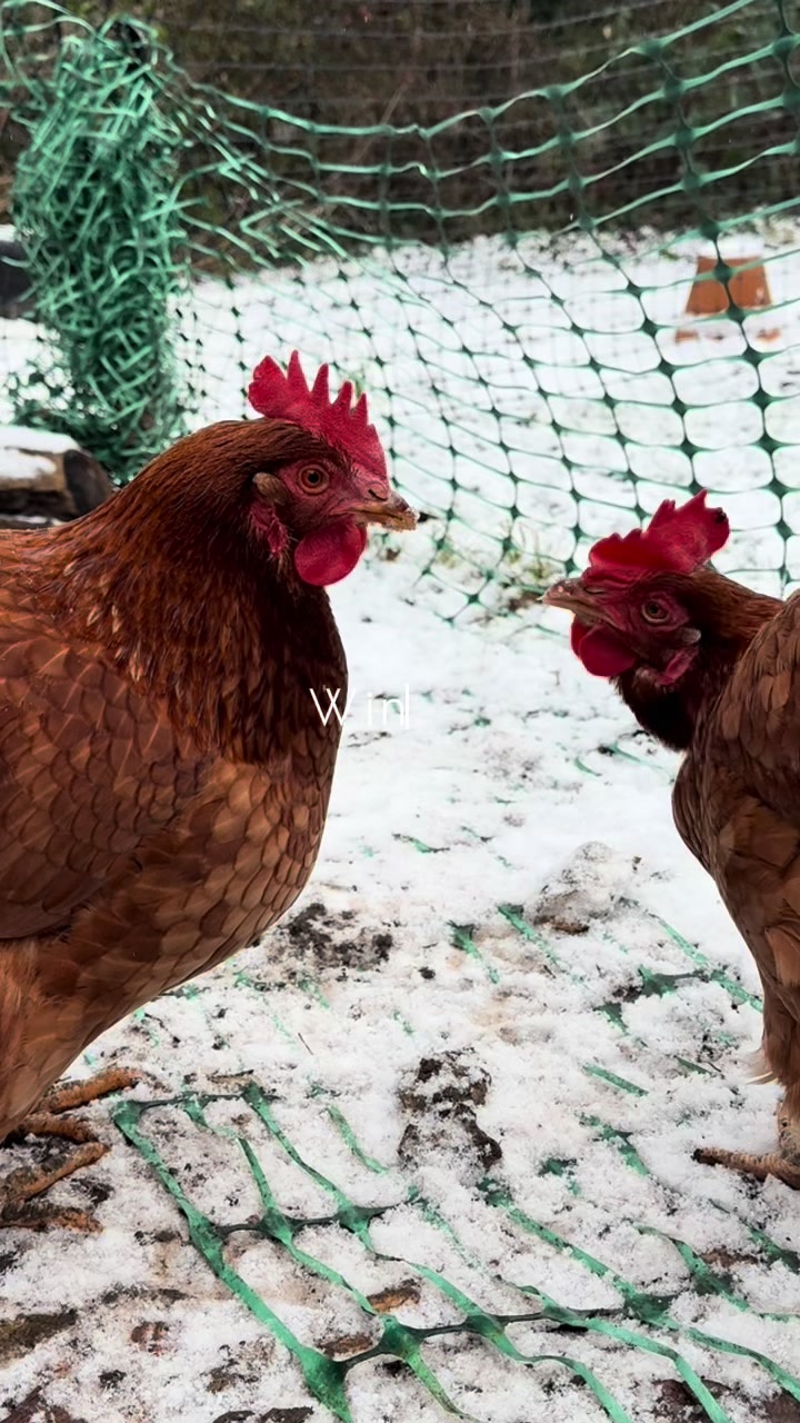@dancing.chickens1