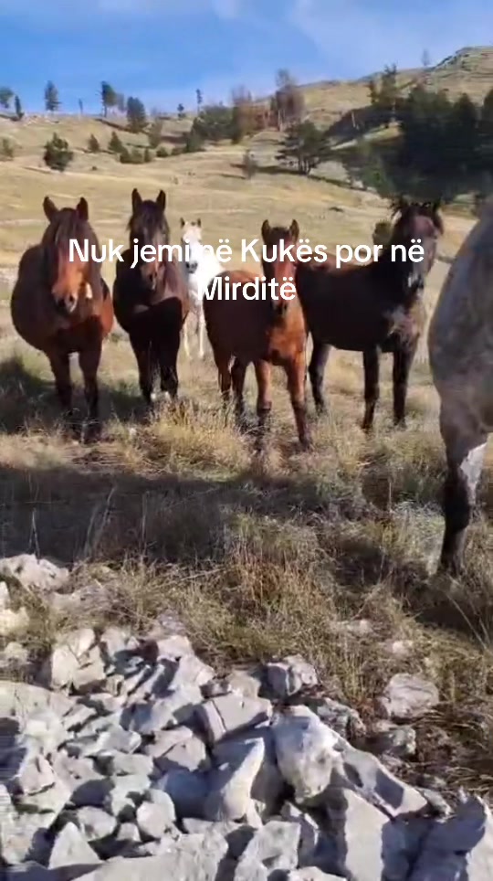 @lorihoxha