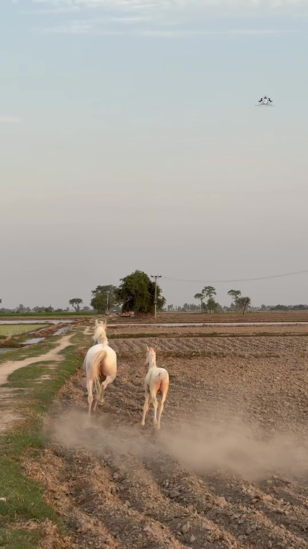 @Ishq_e_ghora 🐎