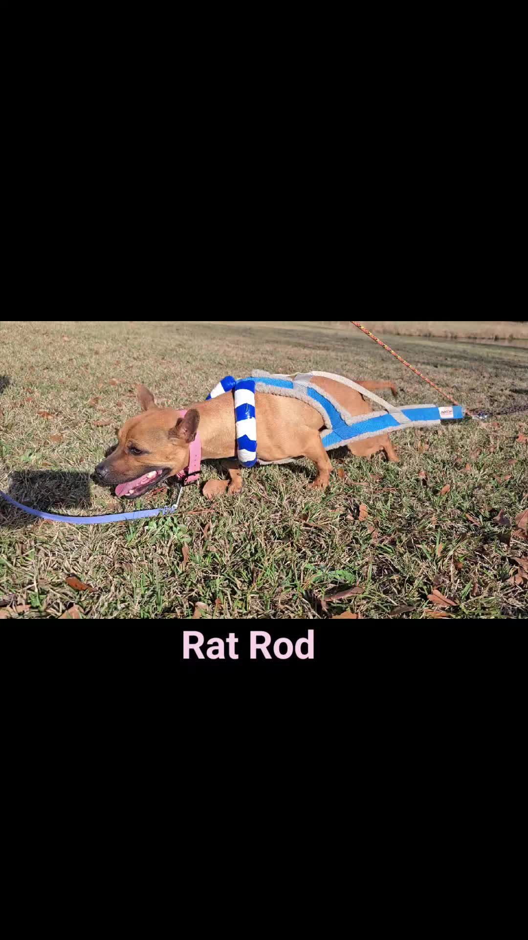@RedCreekKennels