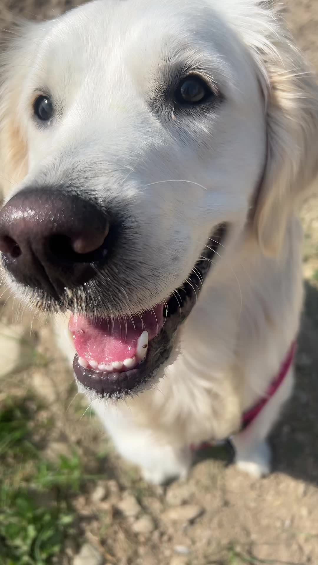 @Golden_OLIVIA.Retriver