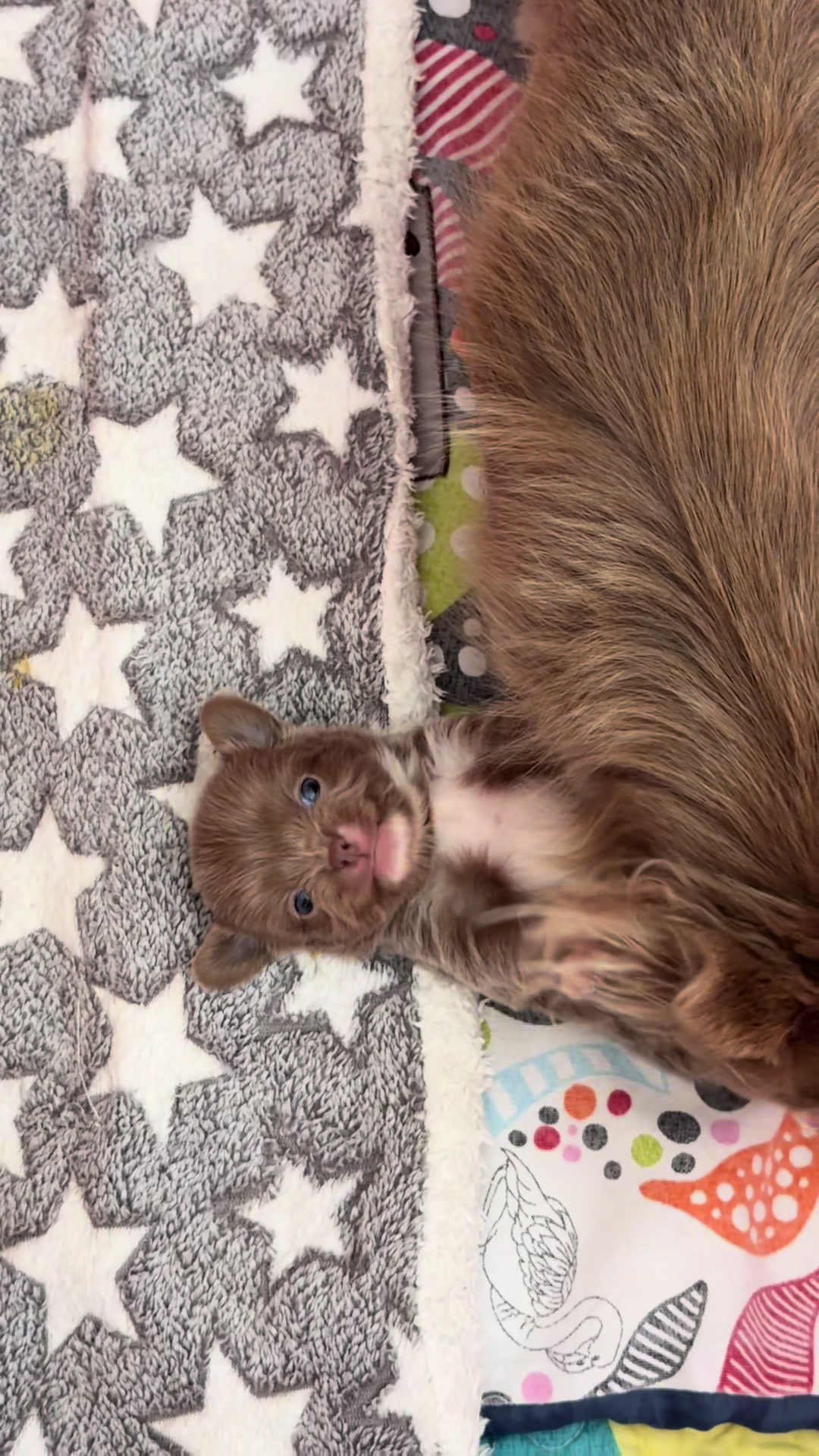 @Xhiana Chihuahuas. 🇪🇸