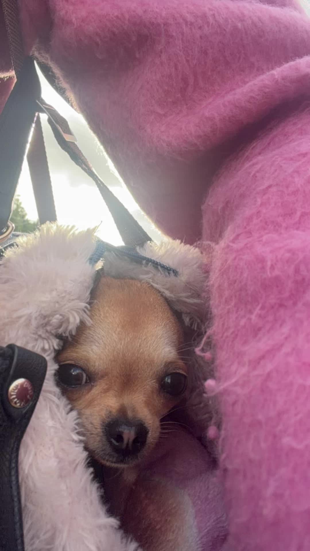 @Suffolk Chihuahuas