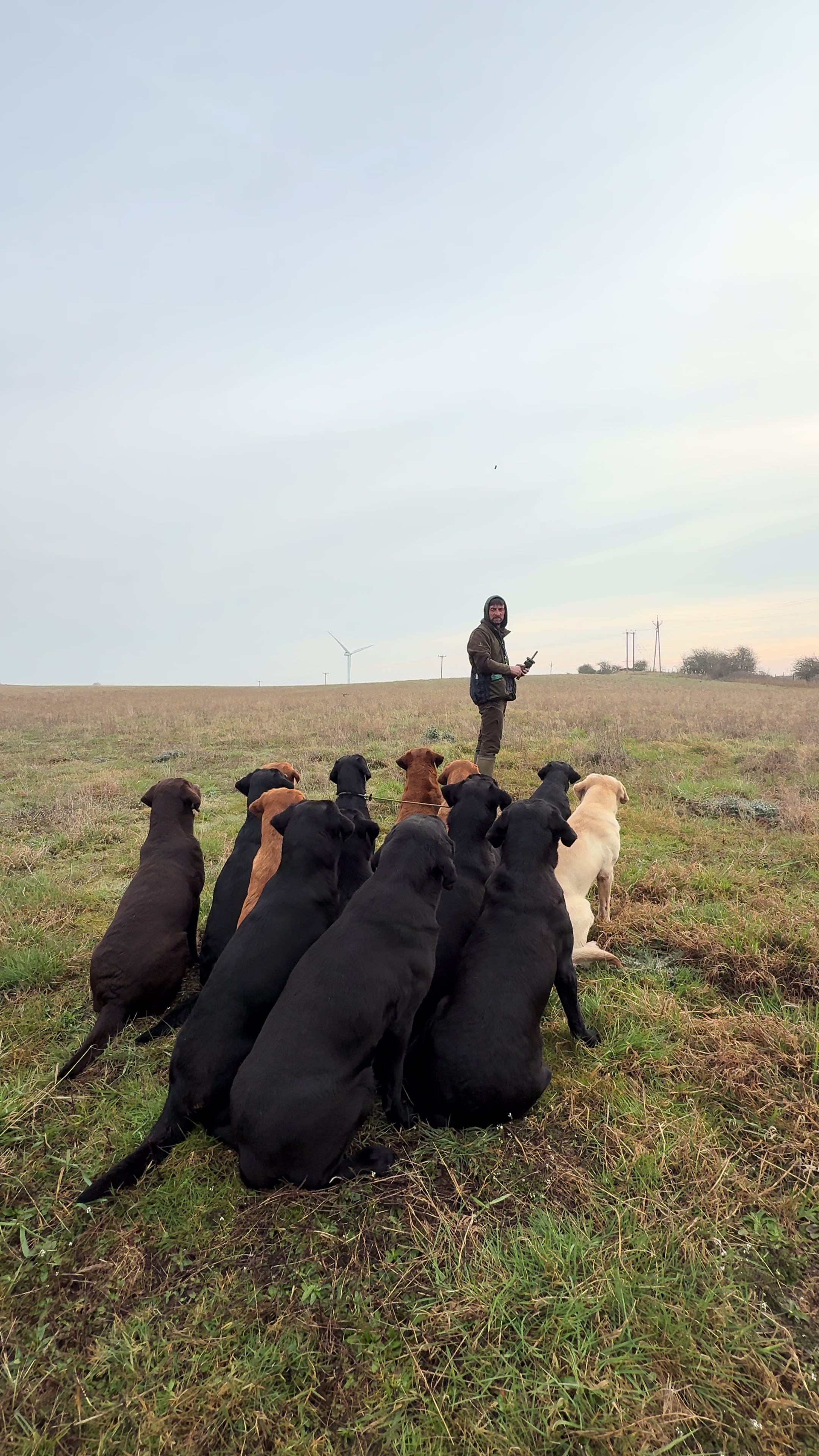 @slingleygundogs