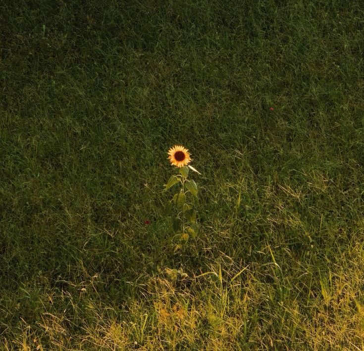 @daylight
