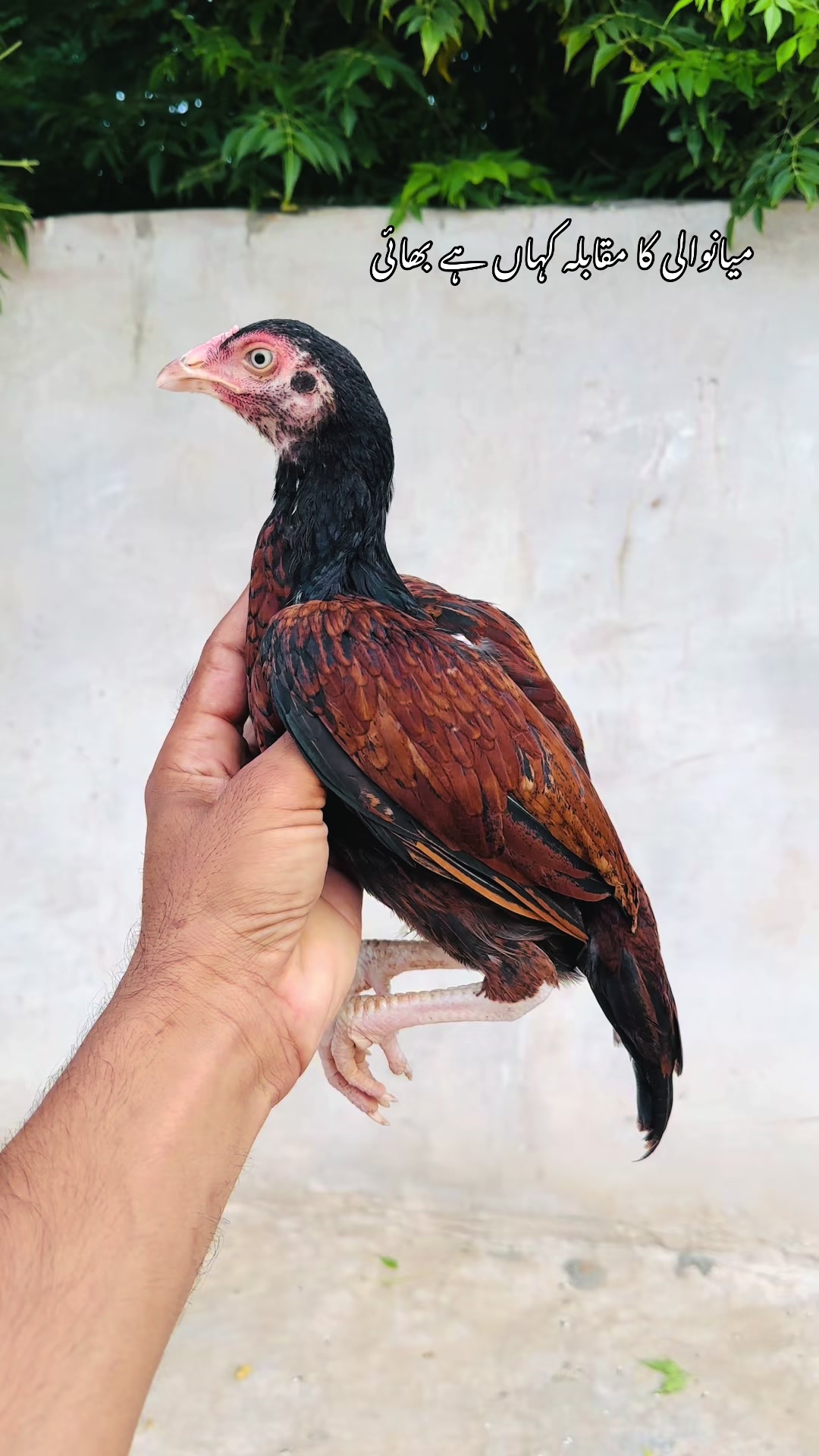 @Poultry Markaz
