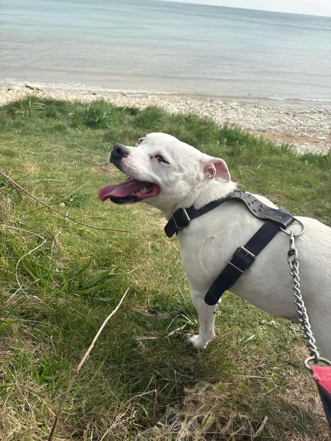 @Daisy the staffy 🌼