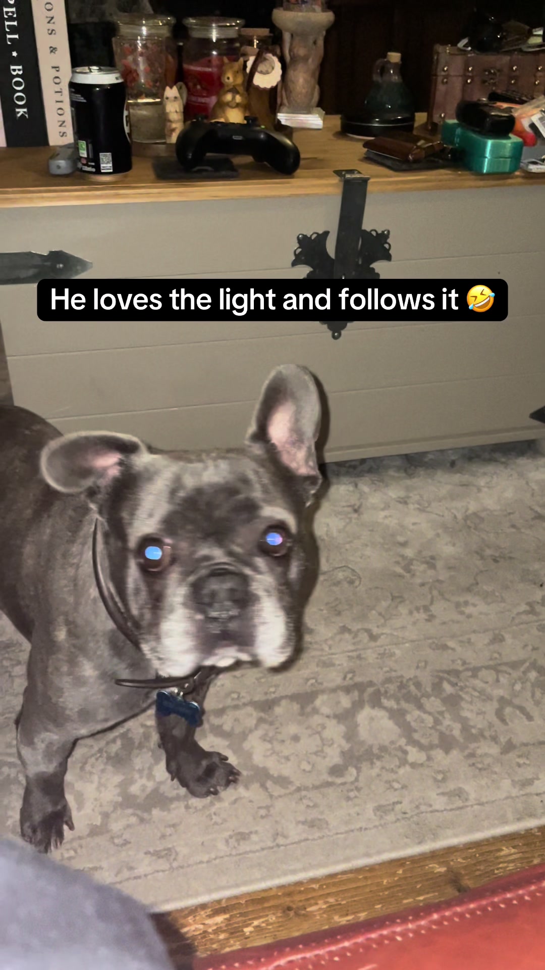 @Mad Hol, Oz & Zeus ❤️
