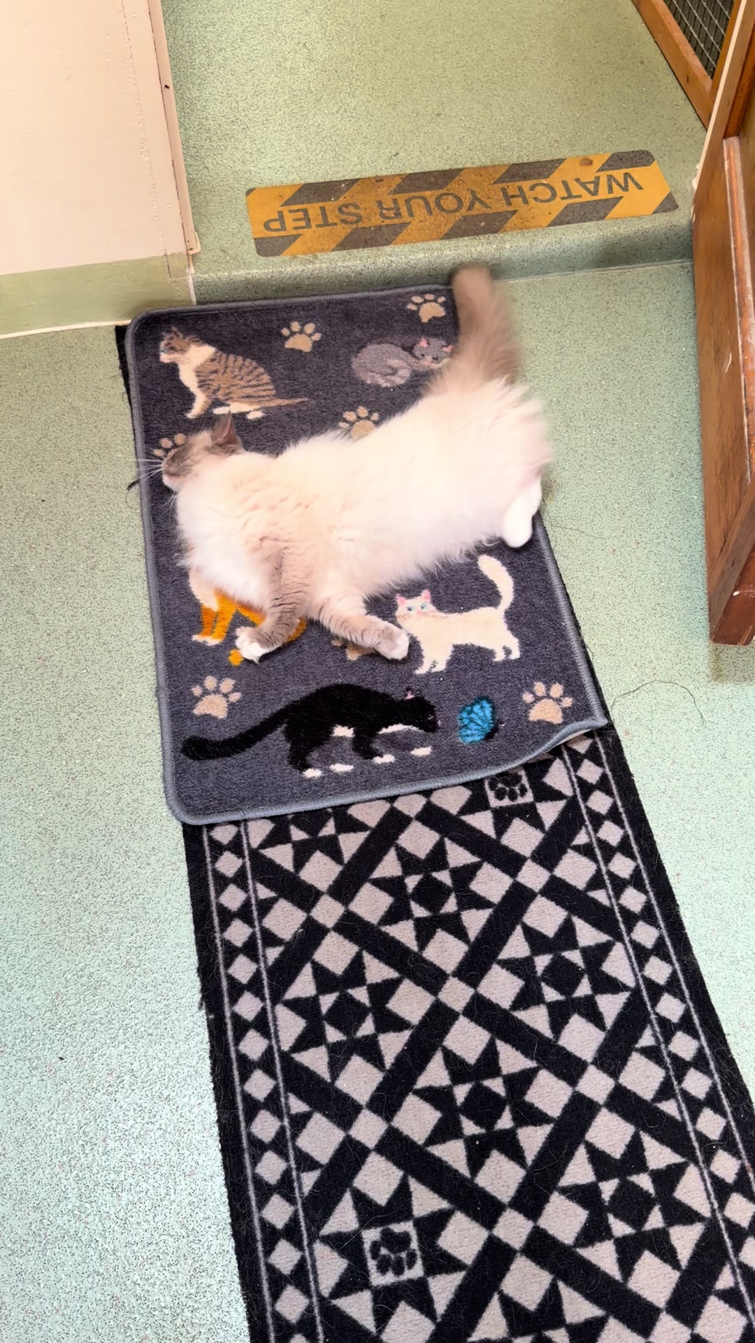 @Herongate Village Cattery