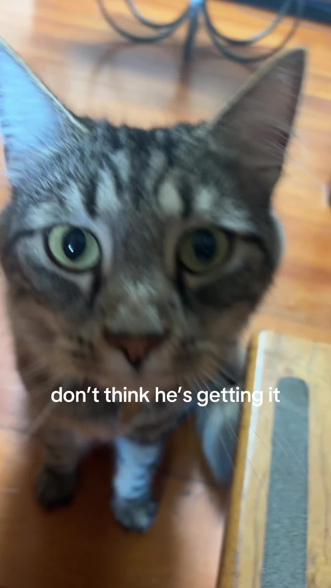 @david