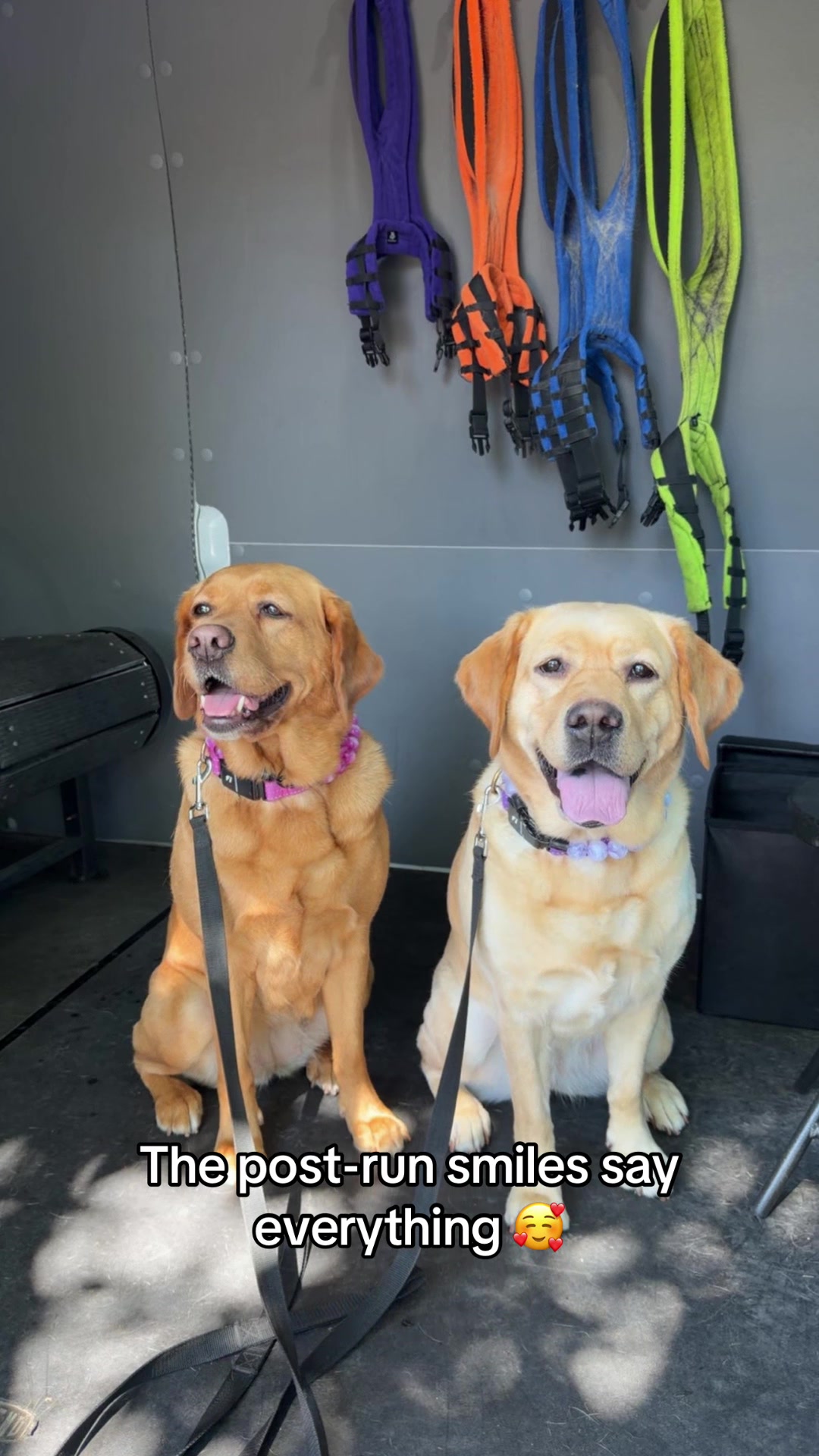 @FITPUP Mobile Dog Gym