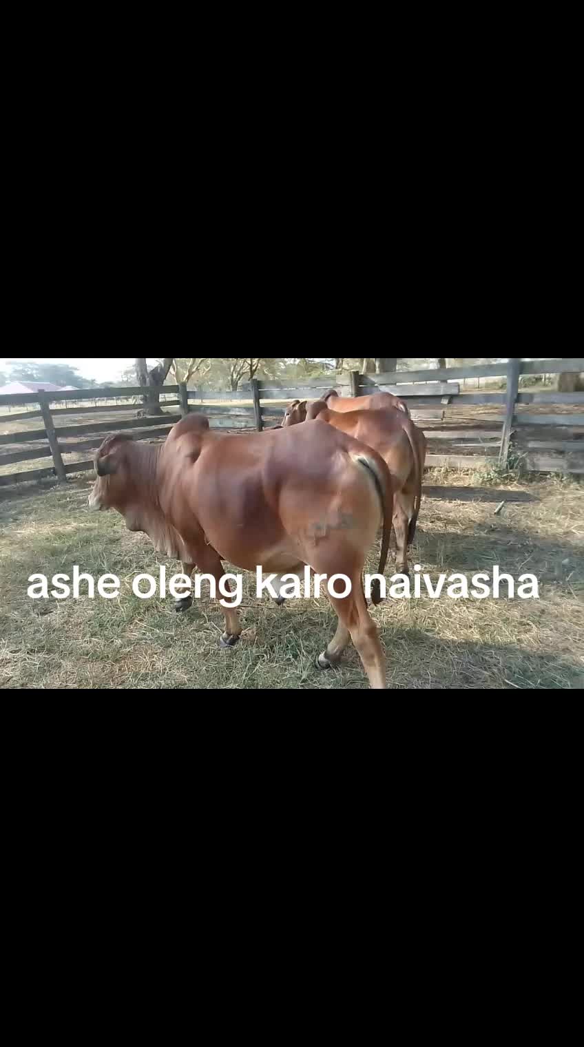 @Joel Koriata