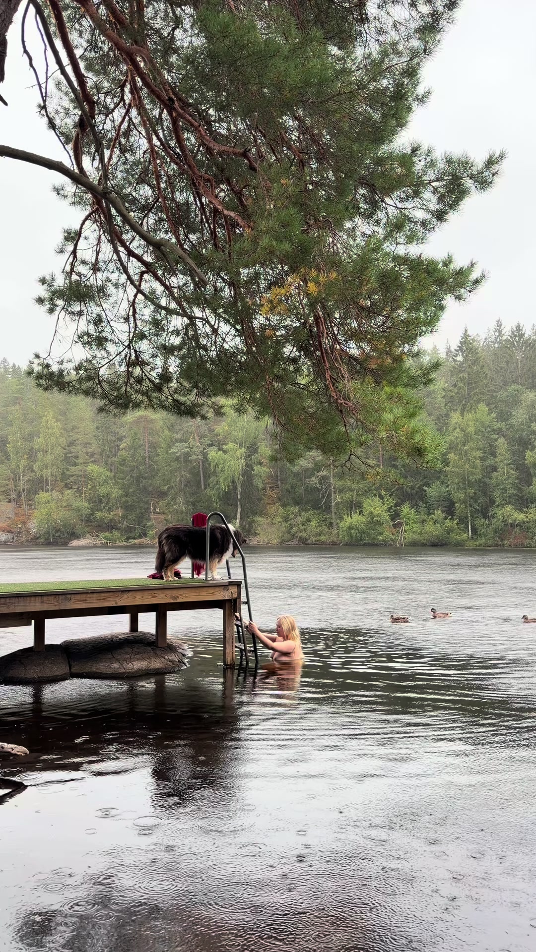 @swedishforestgirl