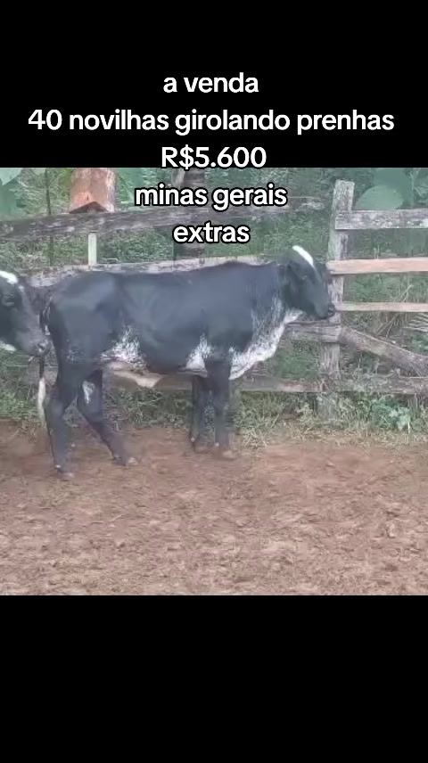 @marketing_do_gado