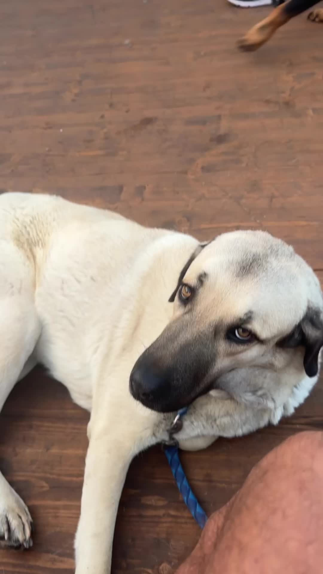 @Purekangal