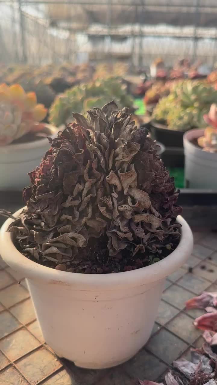 @LushSuccs