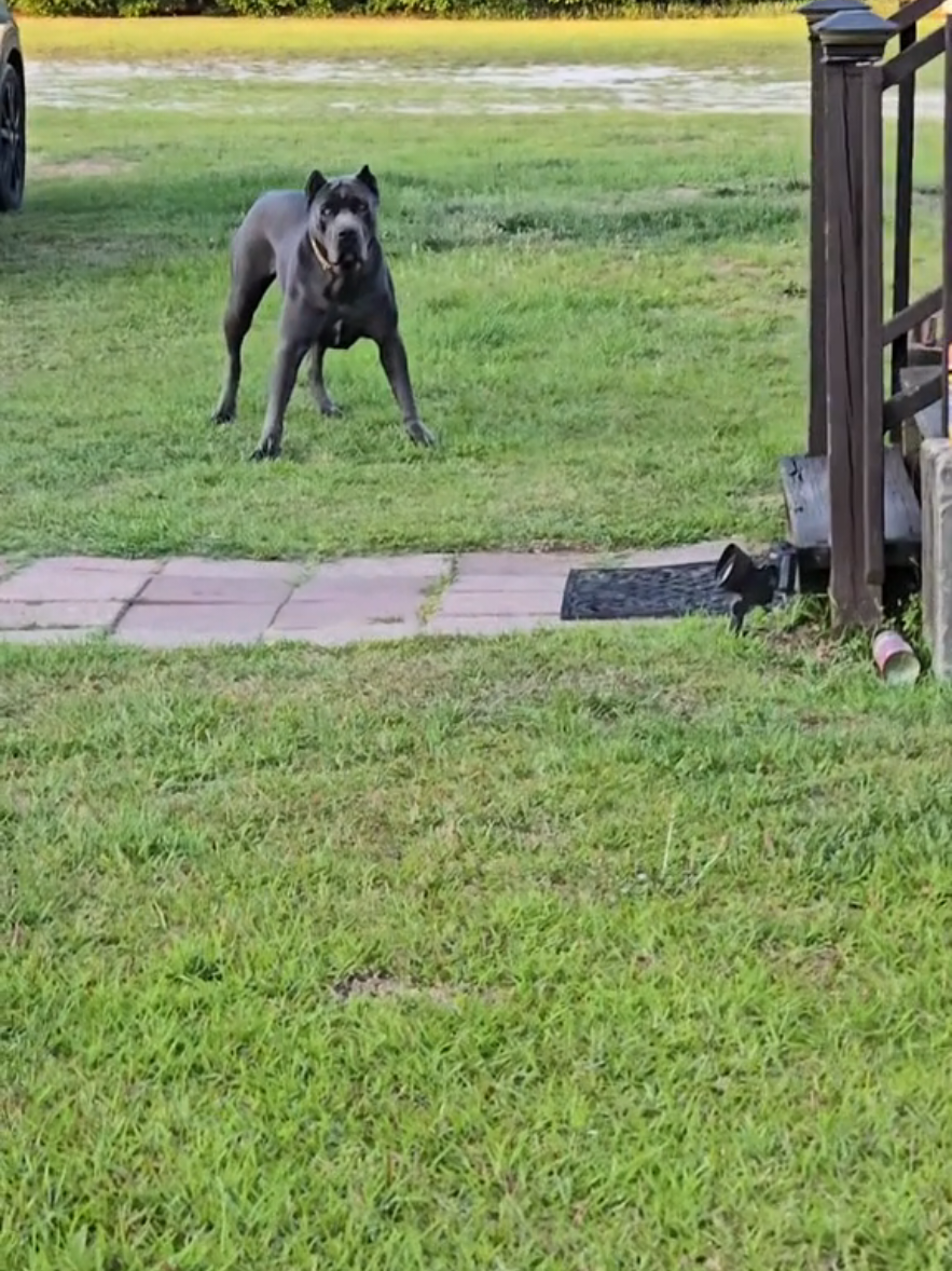 @Brandon and Blue Kennels LLC