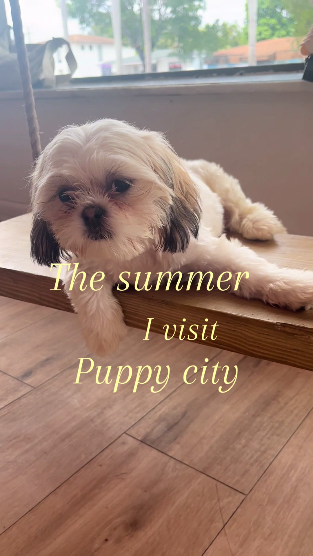 @Puppy City